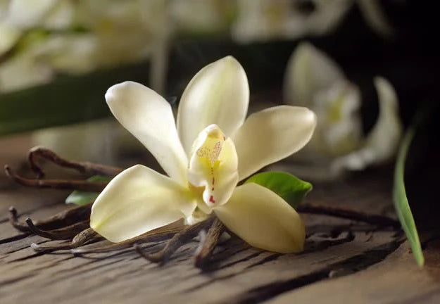 Vanilla